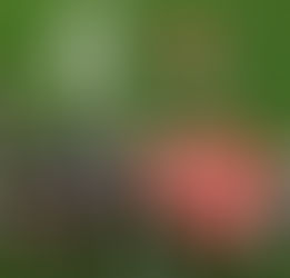 Scrum - Accelerating Team Performance