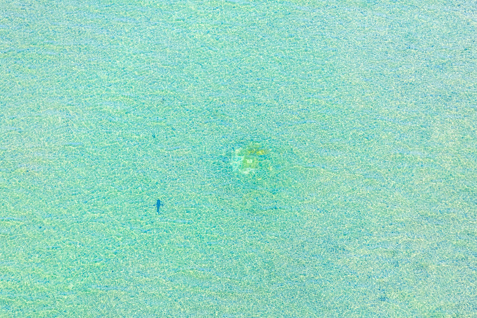 Key West Wildlife Refuge V - Shark