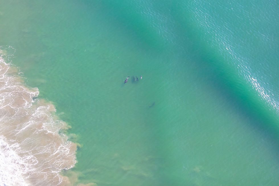 2022 - CA - Huntington Beach - 017 - Huntington City Beach - Pier - Dolphins