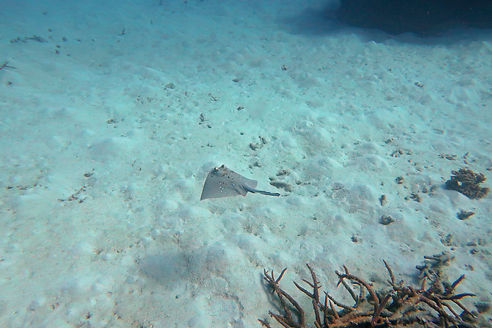 gbr8.jpg