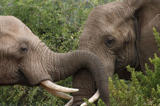 pilanesberg-national-park-from-johannesb