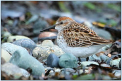 Western Sandpiper