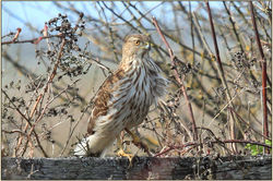 Sharp-shinned Hawk