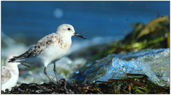 Sanderling