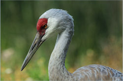 Sandhill Crane