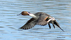 Norther Pintail