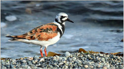 Ruddy Turnstone