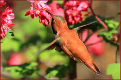 Rufous Hummingbird