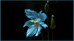 Himalayan Blue Poppy