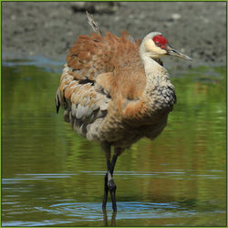 Sandhill Crane