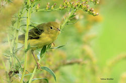 Yellow Warbler