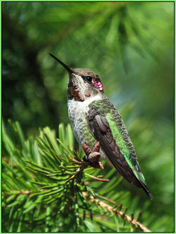 Anna's Hummingbird
