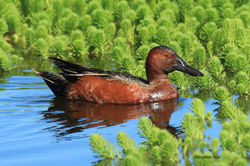 Cinnamon Teal