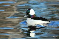 Bufflehead