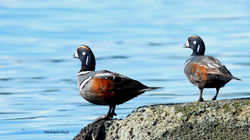 Harlequin Ducks