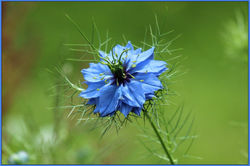 Nigella "Love-in-a-Mist"