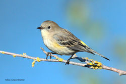 Yellow-rumped Warbler