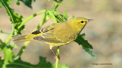 Cover - Orange-crowned Warbler