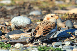 Snow Bunting