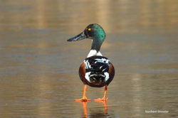 Northern Shoveler
