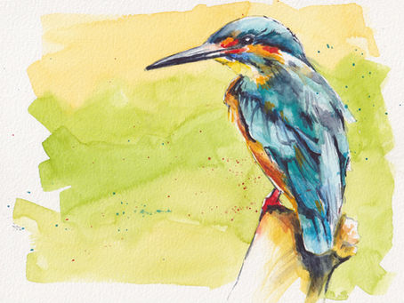 Blue Kingfisher