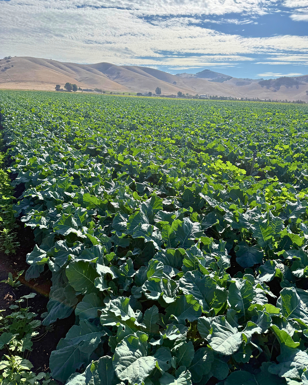 What's Ahead: A&A's Fall & Winter Produce Outlook