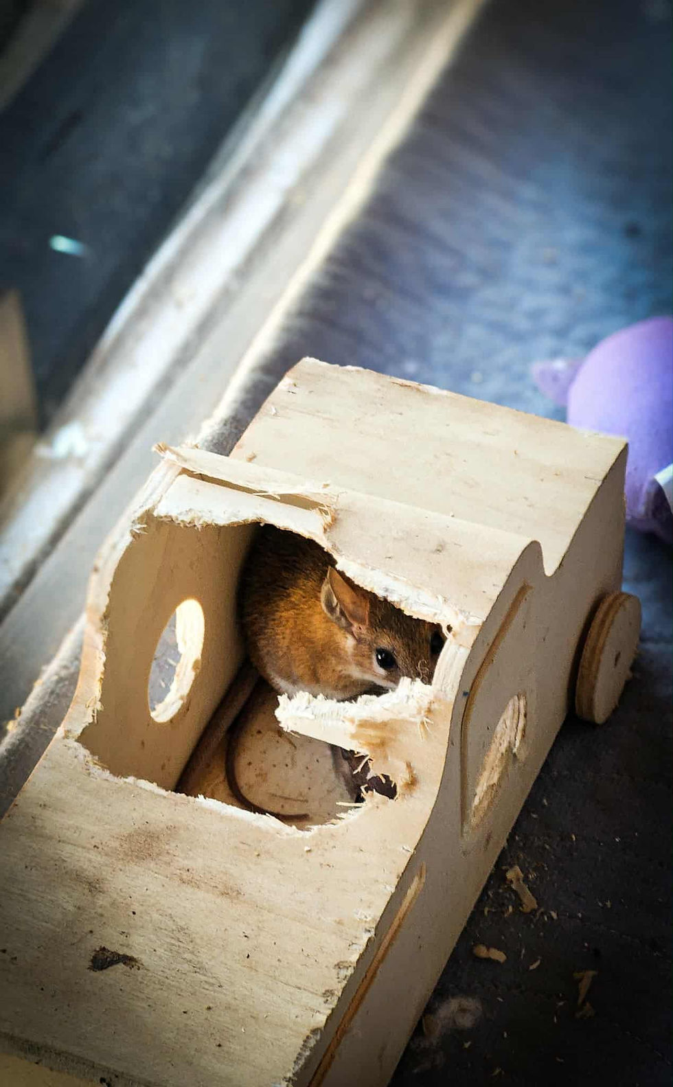 Souris épineuse!