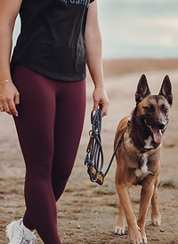 Hundetraining in Lübeck