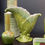 Thumbnail: Haeger Lined Bud Vase #4018 in Misty Mint