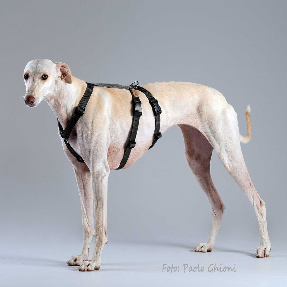 Haqihana 2HHarness