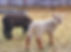 IMG_2145.jpeg