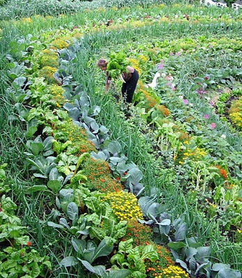 Garden circle.jpg