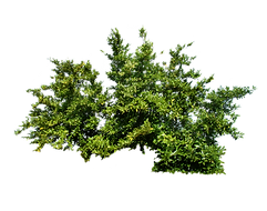 shrub2.png