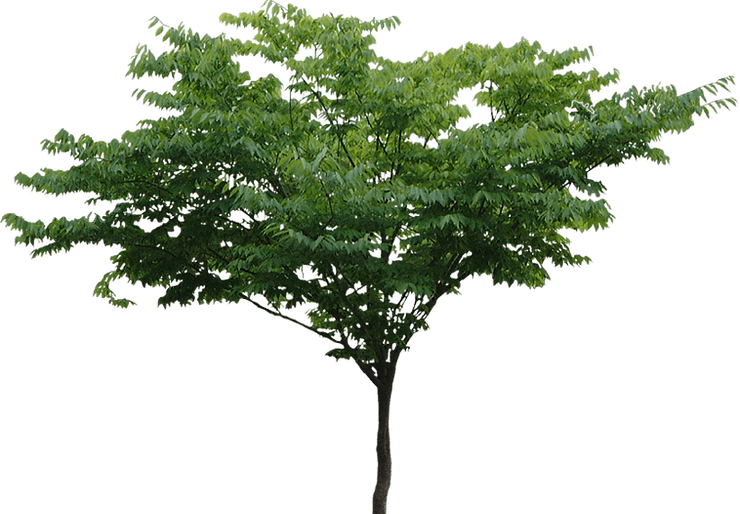 wide tree clear.png