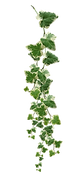 ivy2.png