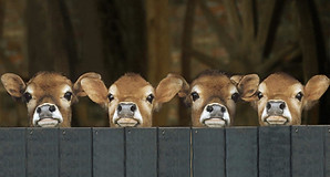Jersey-Cows.jpg