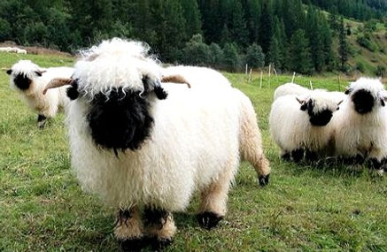 Valais Blacknose Sheep_edited.jpg