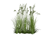 grasses_edited.png