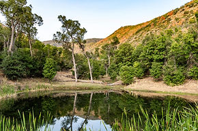 wetlands.jpg
