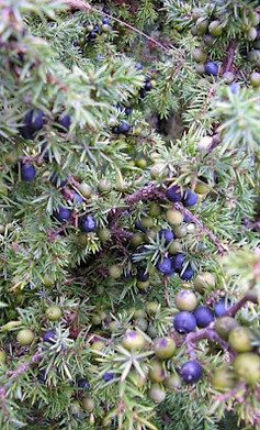 Juniper_edited.jpg