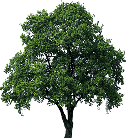 oak tree_edited.png