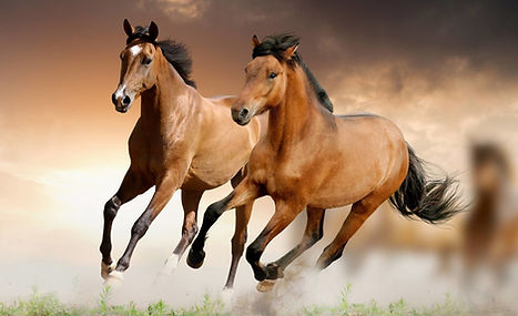 Horses_edited.jpg