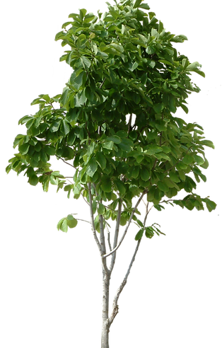 small tree clear.png