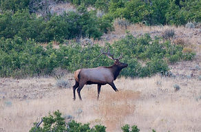 Wildlife.jpg