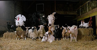 Farm Animals.jpg