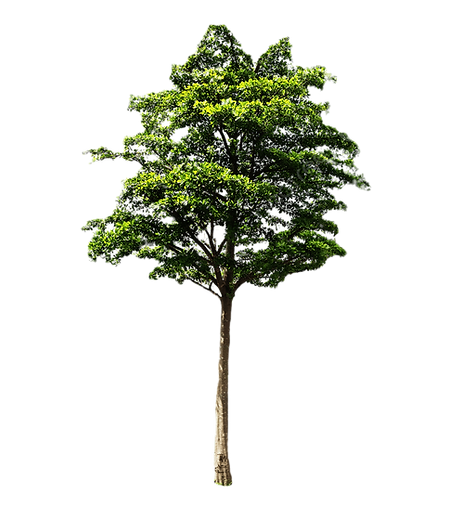tree clear_edited.png