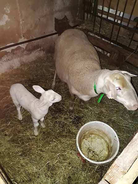 flocon l'agneau né le 1er novembre à la ferme "A la bonne Fourche"