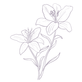 Lily flowers