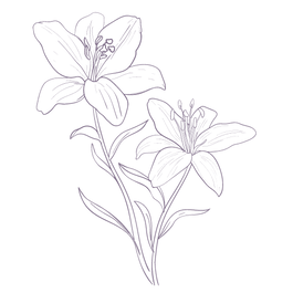Lily flowers