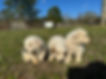 IMG_1193.jpeg